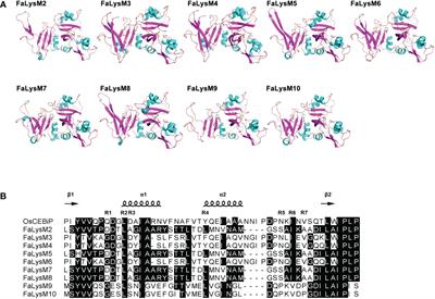 Genome-wide analysis of LysM gene family members and their expression in response to Colletotrichum fructicola infection in Octoploid strawberry(Fragaria × ananassa)